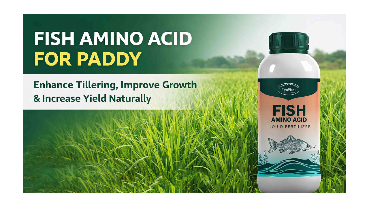 Fish Amino Acid Liquid for Paddy Crop