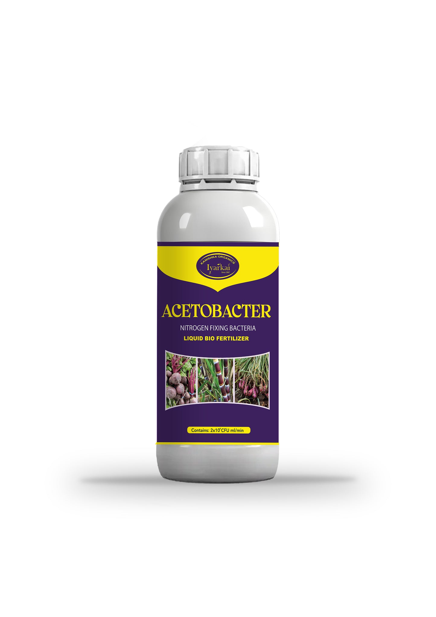 Acetobactor
