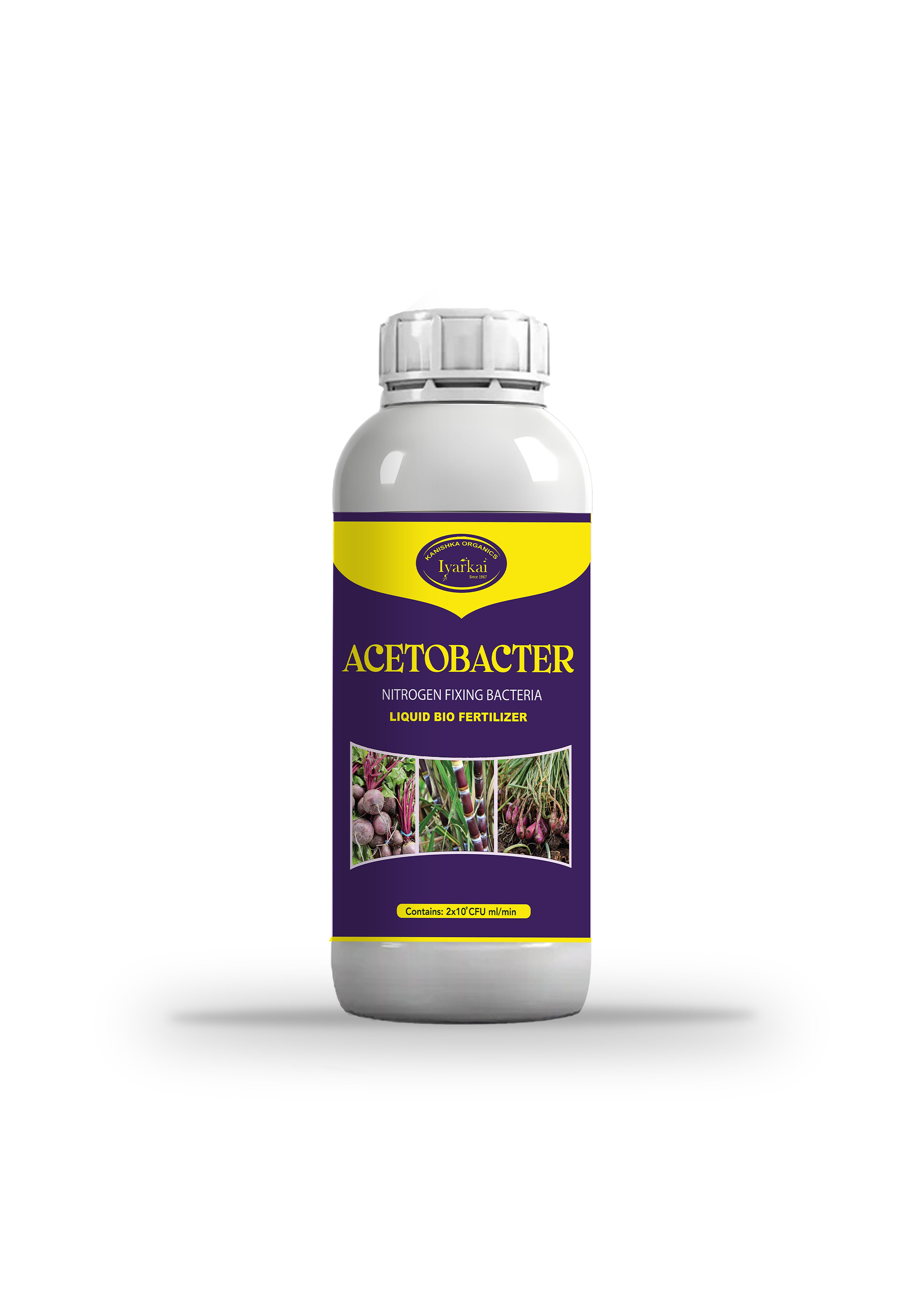 Acetobactor