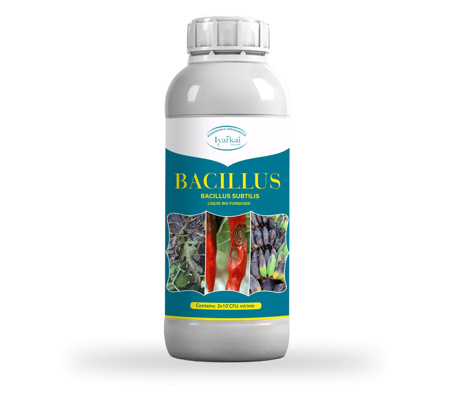 Bacillus subtilis – Liquid Bio-Fungicide