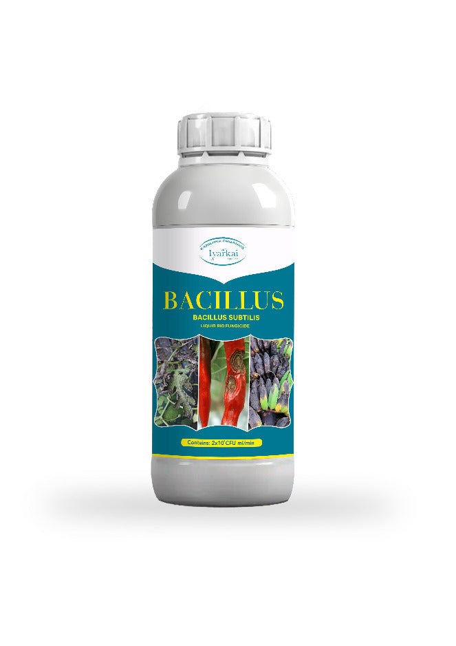 Bacillus subtilis – Liquid Bio-Fungicide