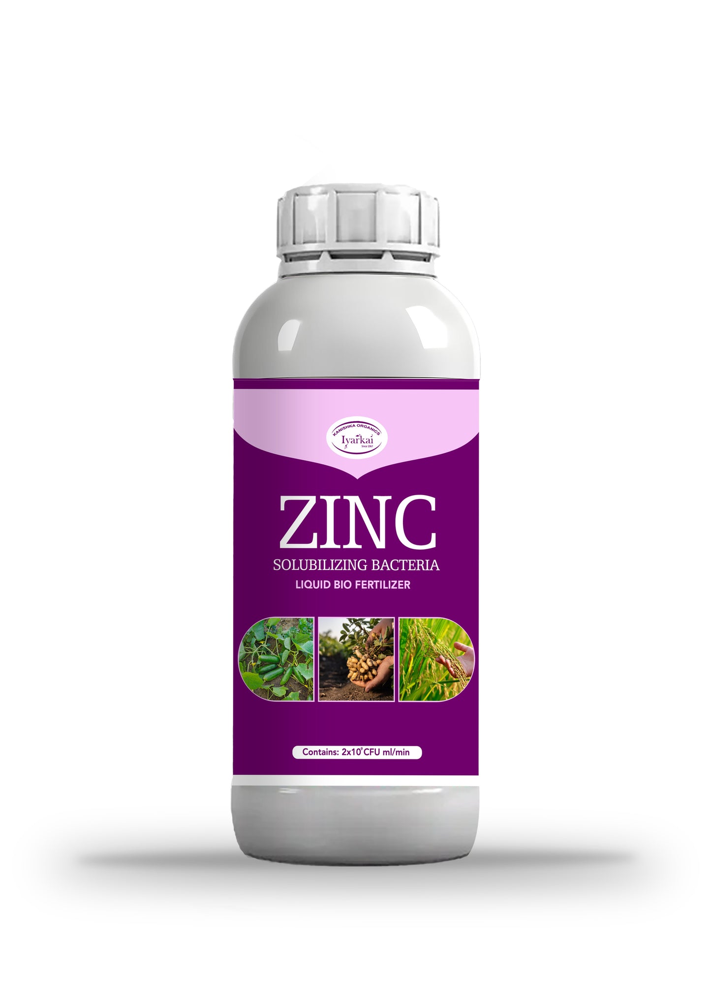 Zinc Solubilizing Bacteria