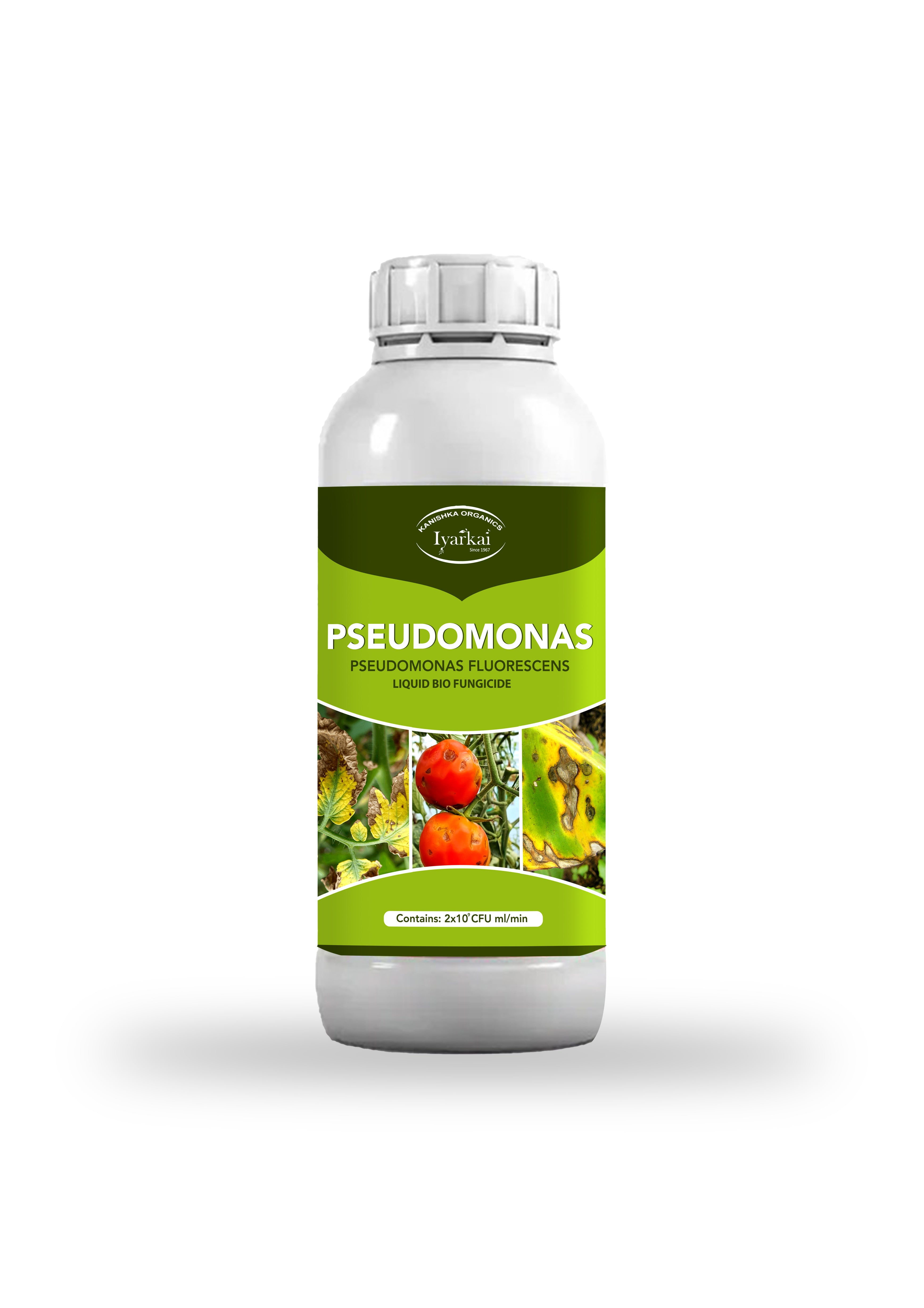 Pseudomonas fluorescens – Liquid Bio-Fungicide